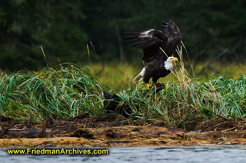 eagle,bird,nature,green,forest,sitting,watching,underexposed,